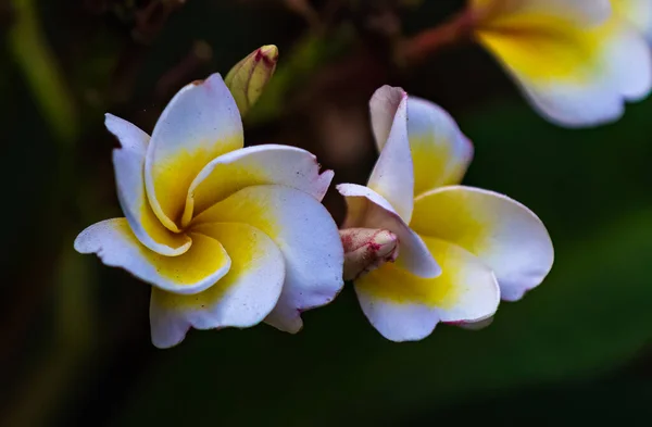 Frangipani Flower Buds Garden Blooming — Photo