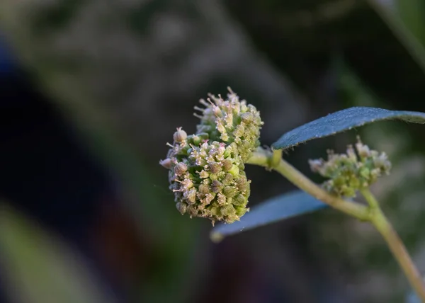 Euphorbia Hitra Flor Silvestre Flor Jardín —  Fotos de Stock