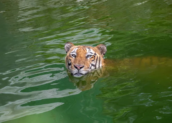 Tygr Hledící Kamery — Stock fotografie