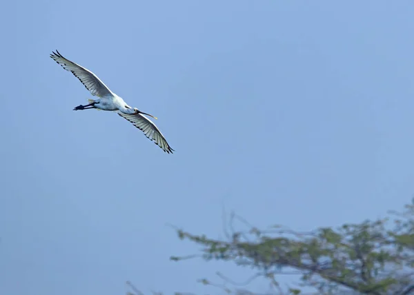 Lepelaar Die Door Lucht Vliegt — Stockfoto