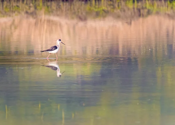 Black wing Stilt Walking in a lake for food