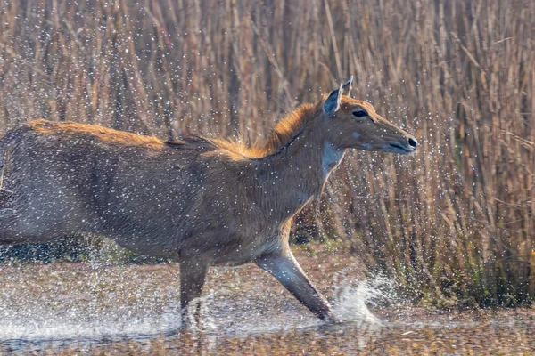 Splash Water Blue Bull Lake — Fotografia de Stock