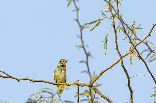 Coppersmith Barbet Ett Träd — Stockfoto