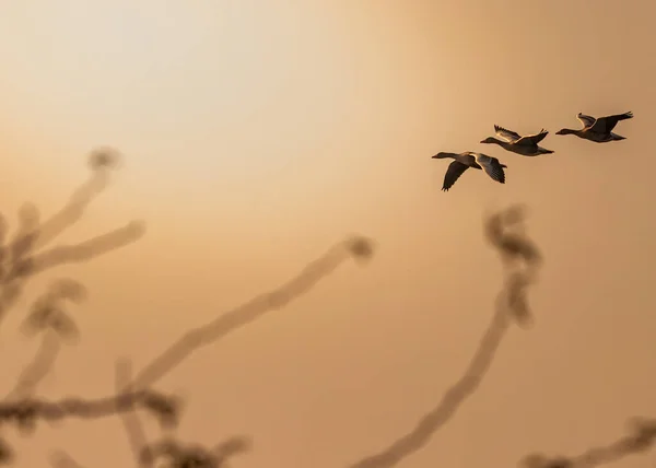 Three Greylag Goose Flight Golden Hours — Zdjęcie stockowe
