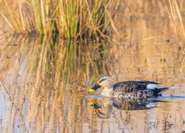 Spot Billed Duck Lake Enjoying Swimming — Stockfoto