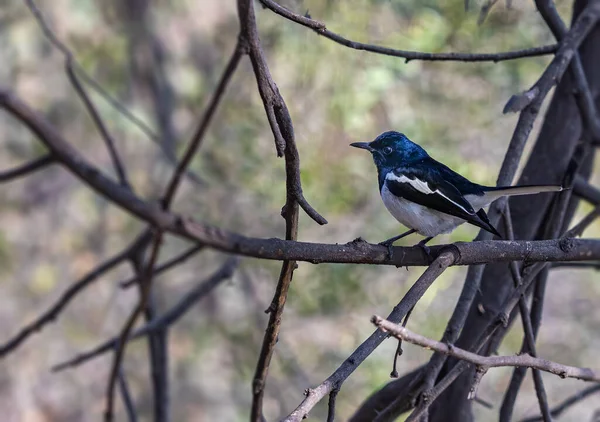 A oriental Magpie resting on a tree