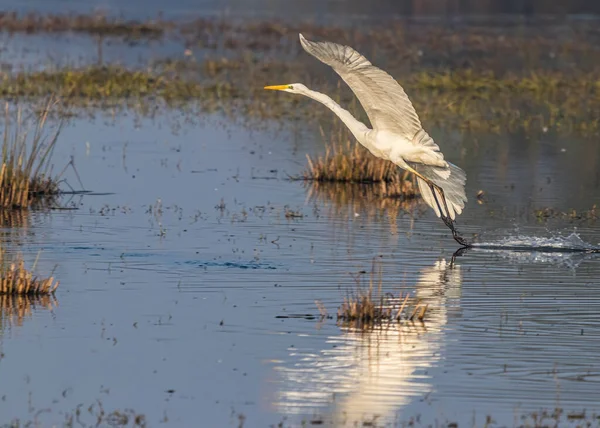Great Egret Taking Wet Land Flight — Stock Photo, Image