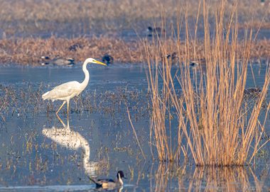 Büyük bir balıkçıl yiyecek için gölde geziniyor.