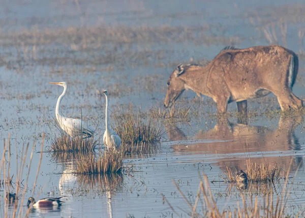 Pair Great Egret Neel Gai Wet Land — стоковое фото