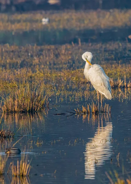Great Egret Cleaning Its Feathers Wet Land — Stock Fotó