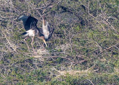 Çalı üzerinde yuva yapan bir çift boyalı leylek.
