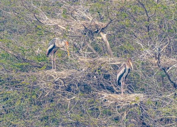 Ağaçtaki kuşların yuvası Leylek boyalı