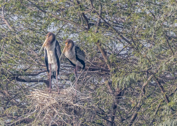 Pair Stork_Resting Sweet Home — Fotografia de Stock