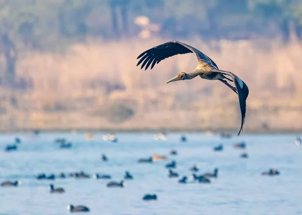 Una Cicogna Dipinta Che Sorvola Lago Terra Bagnata — Foto Stock