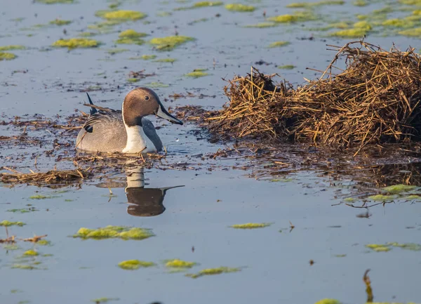 Norther Pintail Lake Search Food — Stockfoto