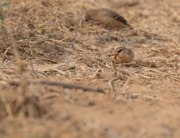 Red Avadavat Collecting Food Field — Stock Photo, Image