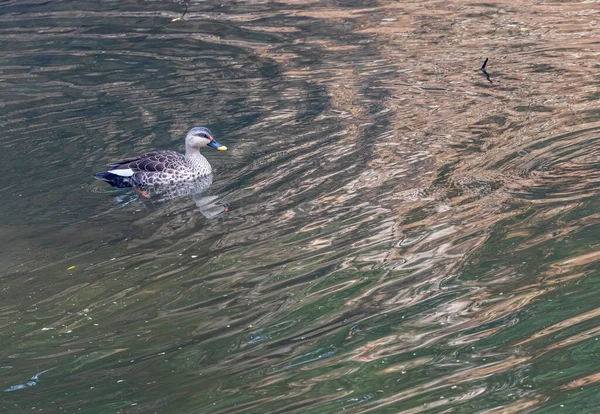 Spot Billed Duck Lake Swimming — Zdjęcie stockowe