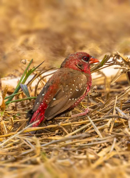 Red Avadavat Resting Field Food — стоковое фото