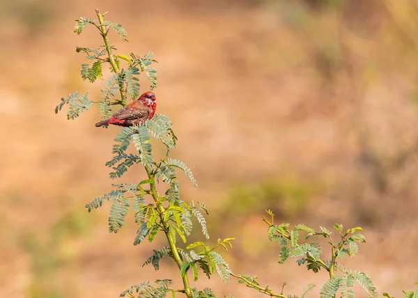 Red Avadavat Bush Resting — Zdjęcie stockowe