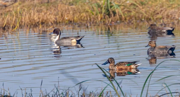 Northern Shoveler Swimming Lake Food — Fotografia de Stock