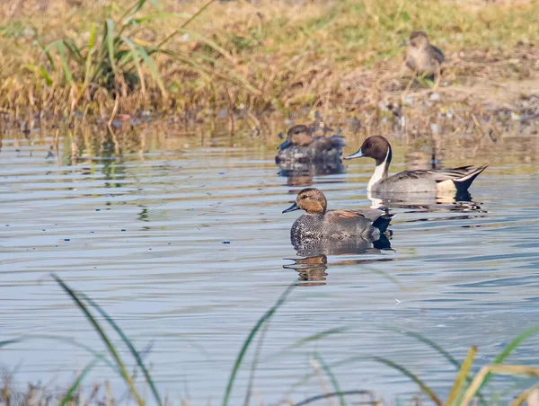 Gadwall Nageant Dans Lac — Photo