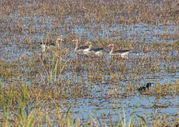 A Group of Greylag Goose in wet land