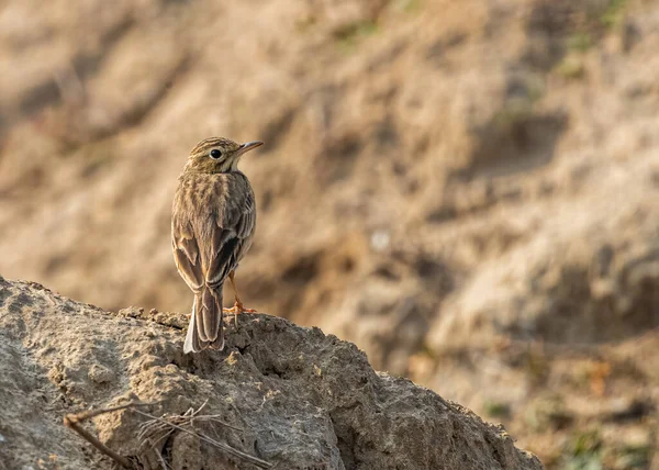 Field Pipit Eye Contact Sand Dune — 图库照片