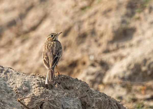 Field Pipit Resting Sand Dune — Foto Stock