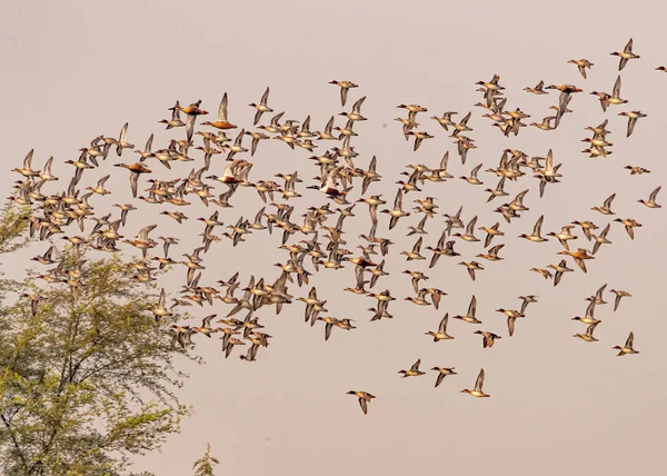 Ducks Flight Lake Tree — стоковое фото