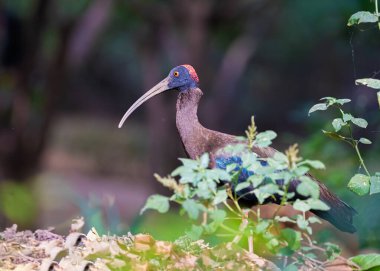 Yiyecek için zeminde bir Rednap aynası