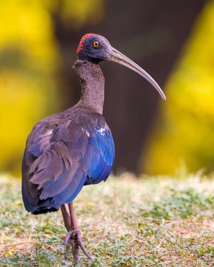 Bir Rednap Ibis yürürken geriye bakıyor