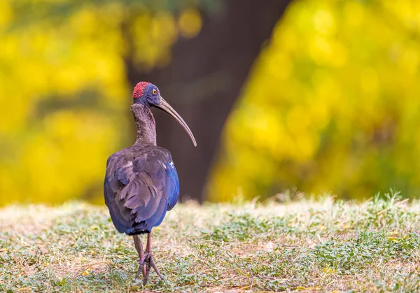 Bir Rednap Ibis yerde bir stil yürür