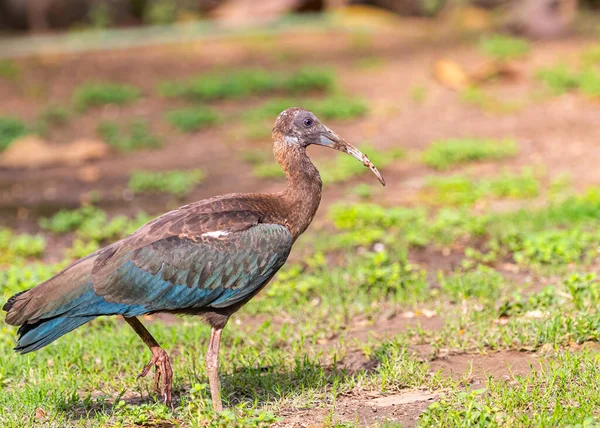 Rednap Ibis Juvenile Yeryüzünde Yiyecek Arıyor — Stok fotoğraf