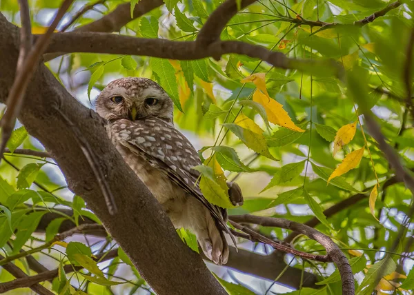 Ormanda bir ağaçta saklı benekli baykuş.