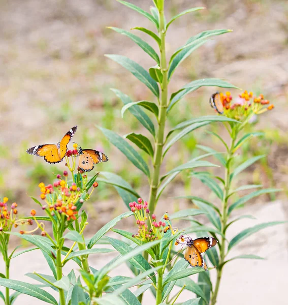 Plain Tigers Milk Weed Plant Garden — Stock Photo, Image