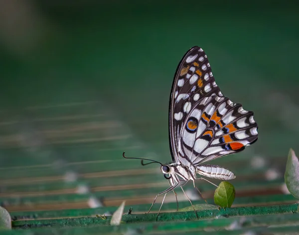 Lime butterfly resting on a wire net in garden