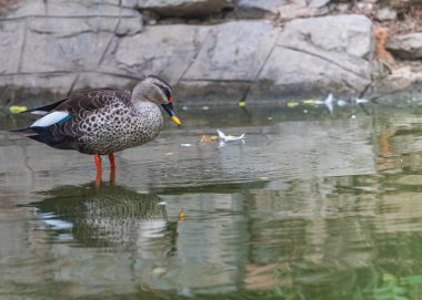Benekli Ördek Sabah gölde dinleniyor