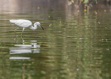 Ağzı balık tutan bir balıkçıl.