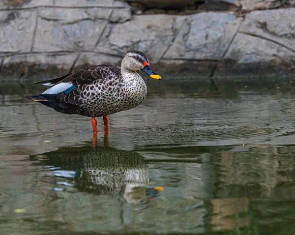 Miejscu Billed Duck Portret Jeziorze Podczas Odpoczynku — Zdjęcie stockowe