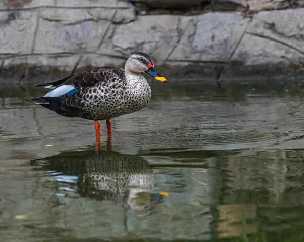 Spot Fatturati Anatra Ritratto Nel Lago Mentre Riposa — Foto Stock