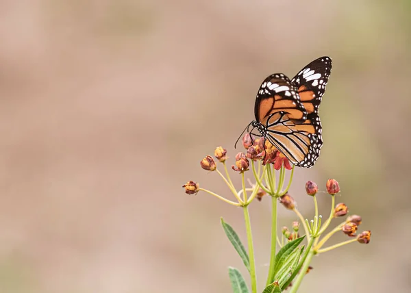 Tigre Común Una Flor Hierba Leche — Foto de Stock