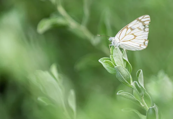 Belenois Aurota Schmetterling Auf Einer Pflanze Garten — Stockfoto