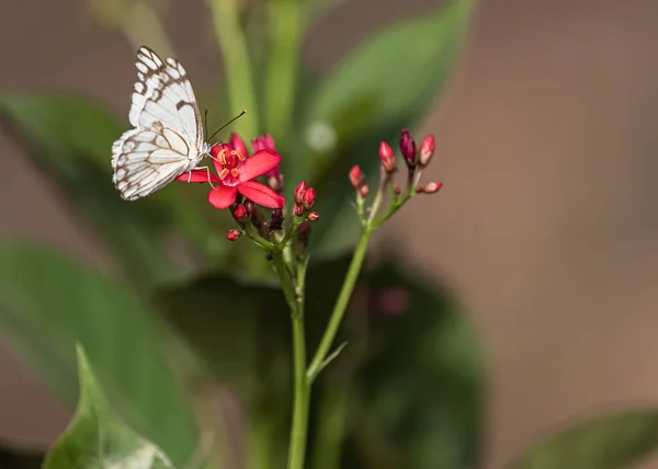 Belenois Aurota Mariposa Sobre Flor Rosa Jardín — Foto de Stock
