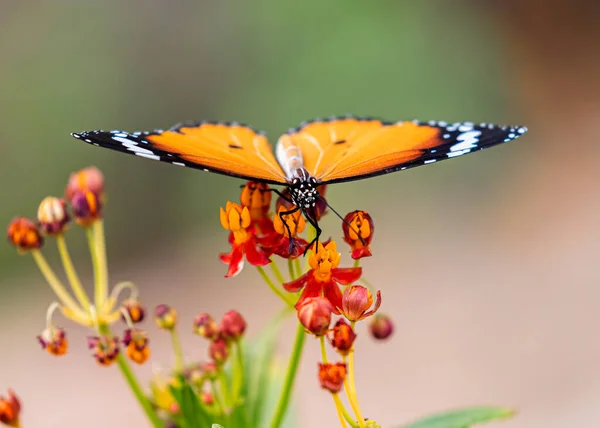 Ein Schlichter Tiger Auf Milchkrautblüte — Stockfoto