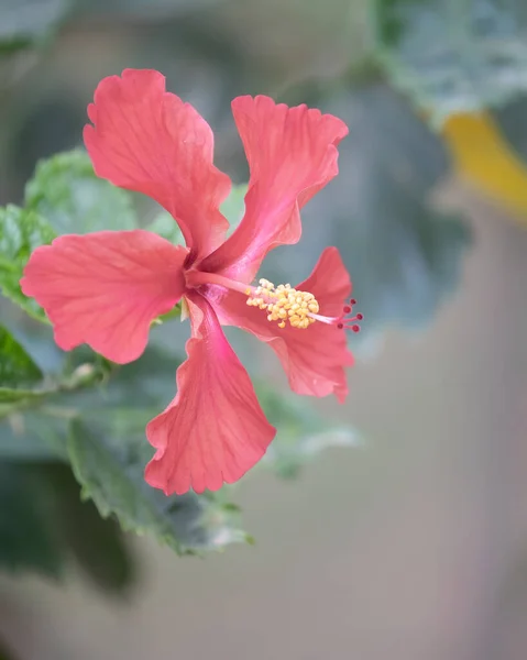 Red Hibiscus Blooming Garden — Stock Photo, Image