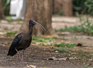 Kameramanla konuşan bir Kızıl Napolyon Ibis.