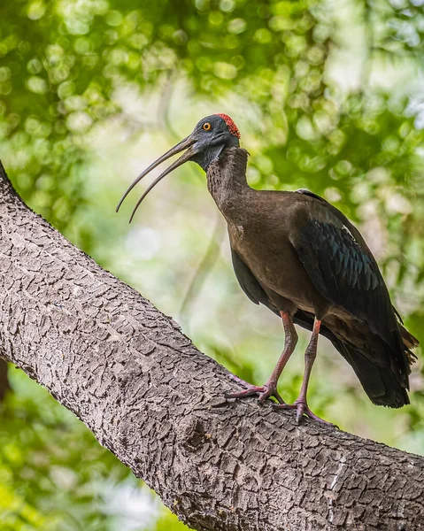 Omgjord Ibis Ett Träd Och Ropar — Stockfoto