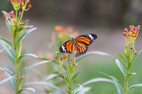 Una Mariposa Tigre Común Lesionada Flor Ambrosía — Foto de Stock