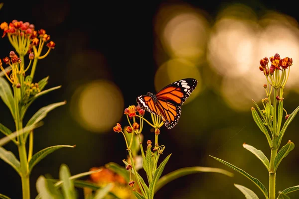 Una Mariposa Tigre Común Flor Ambrosía — Foto de Stock