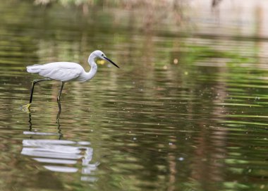 Göldeki Akbalıkçıl, balık yakalamaya odaklanmış.